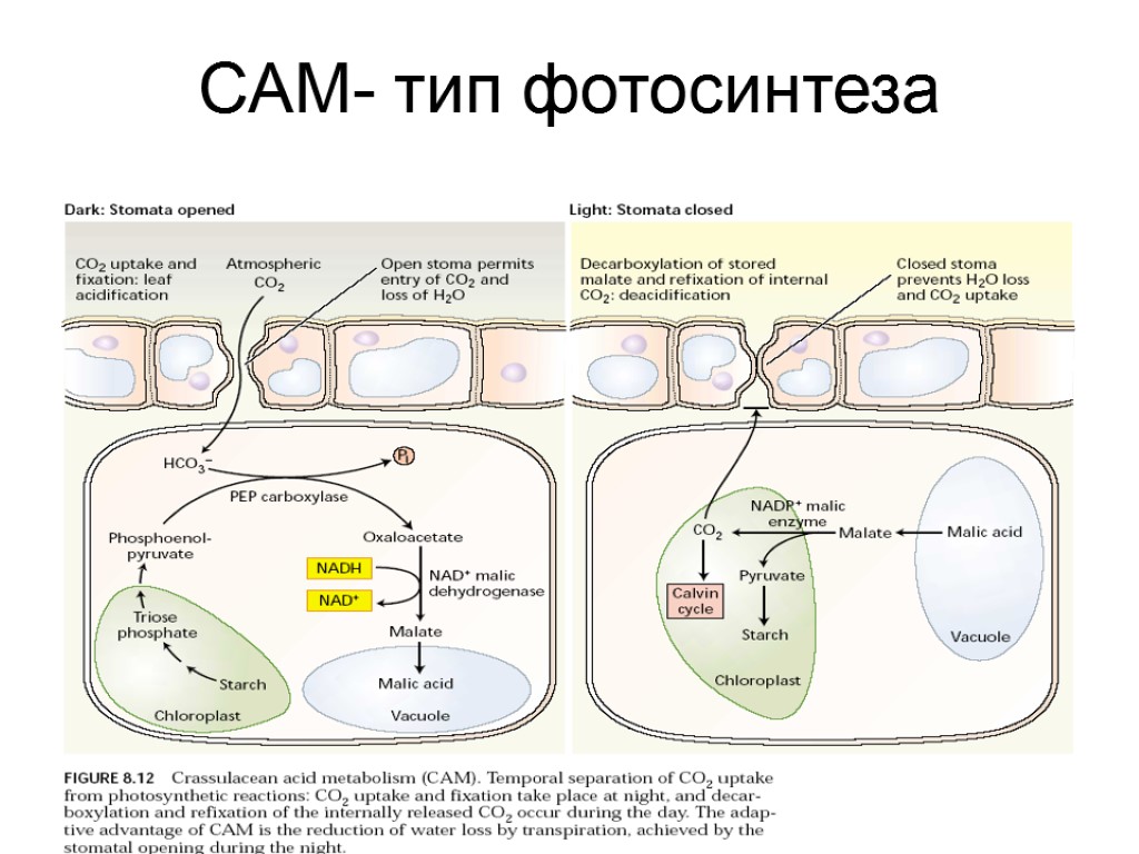 САМ- тип фотосинтеза
